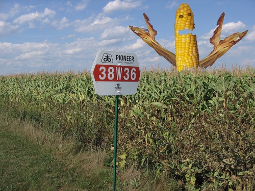 Zmodyfikowana "genetycznie" kukurydza